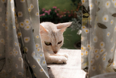 Close-up portrait of a cat