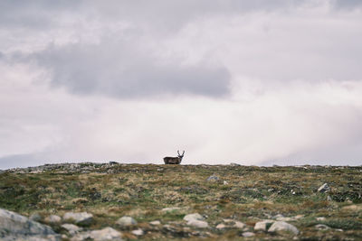 Scenic view of reindeer in the mountais