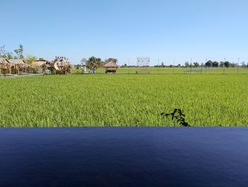 Scenic view of agricultural field against clear sky