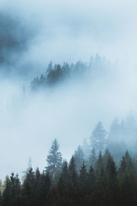 Low angle view of trees in forest against sky