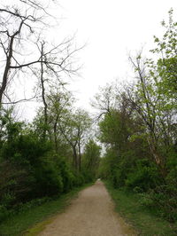 Empty road amidst trees