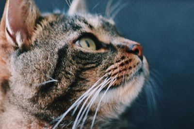 Close-up portrait of a cat looking away