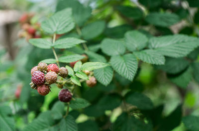 Close-up of red berries growing on tree