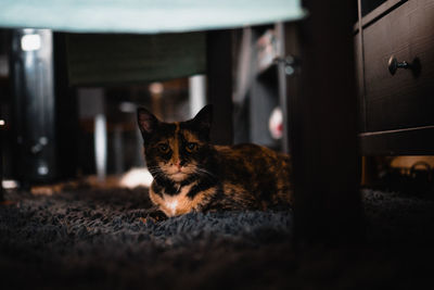 Close-up portrait of a cat at home