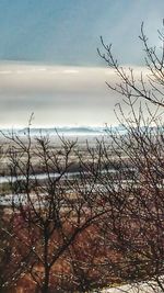 Bare trees against cloudy sky