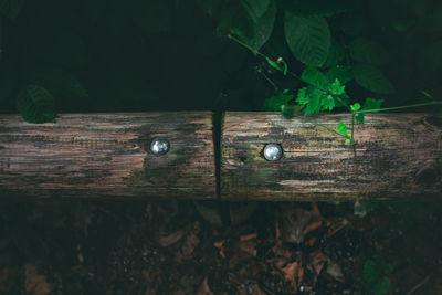 High angle view of plant on wooden plank