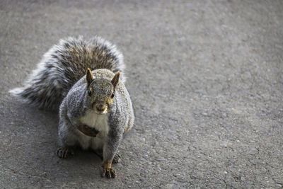 Grey squirrel in the city park on the ground waiting for a treat