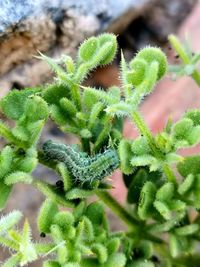 Close-up of succulent plant