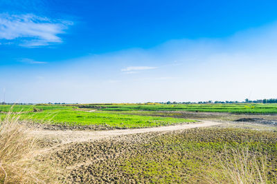 Scenic view of agricultural field against blue sky