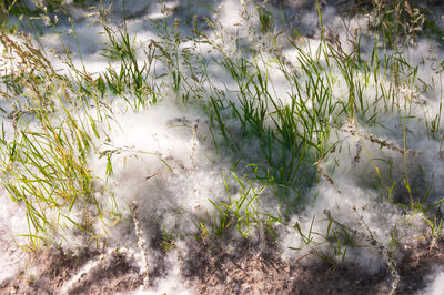 High angle view of plants growing on land