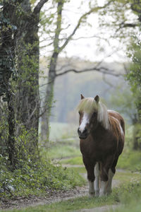 Horse standing in a field