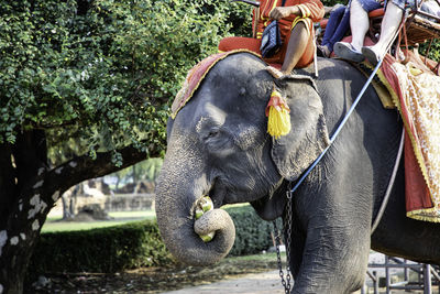 Low section of elephant at zoo