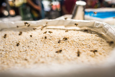 Close-up of insect on sand