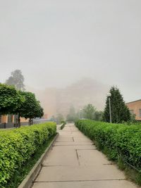 Footpath amidst plants against sky