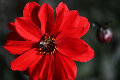 Close-up of red poppy