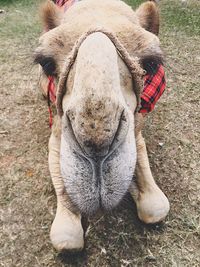 Close-up portrait of camel