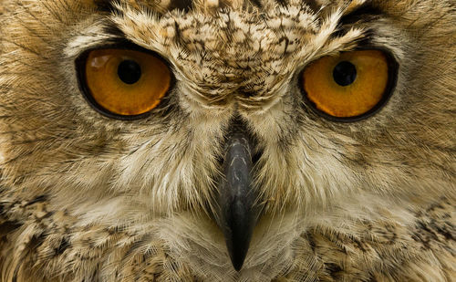 Close-up portrait of owl