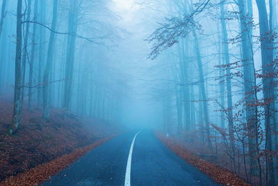 Road amidst trees in forest during winter