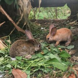 Wild rabbits feeding