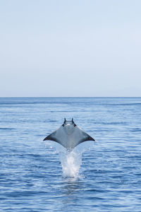 Stingray jumping in sea against sky on sunny day