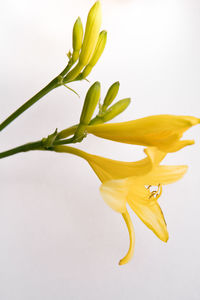 Close-up of yellow flower against white background