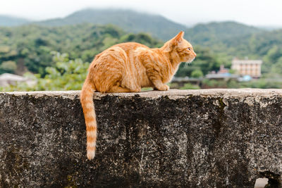 Side view of a cat on retaining wall