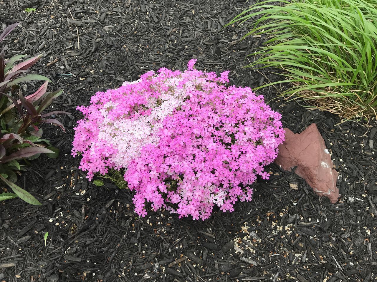 HIGH ANGLE VIEW OF PINK FLOWERING PLANT ON LAND