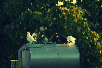 Birds perching on metal storage tank against tree