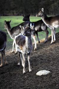 View of deer standing on field