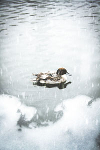Swan swimming in lake during winter