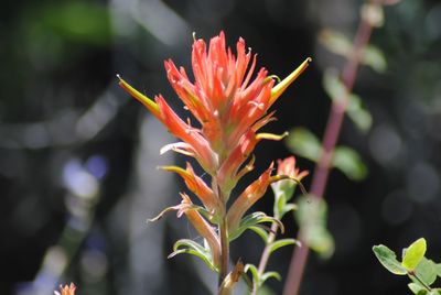 Close-up of red flowers