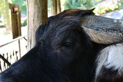 Close-up of a horse