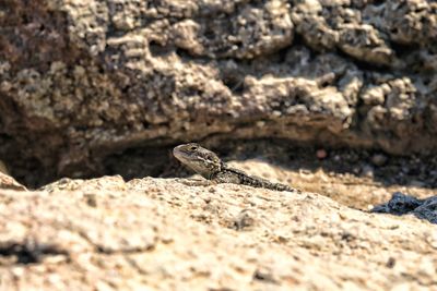 Close-up of lizard on rock