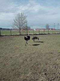 Horse on field against sky