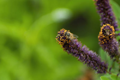 Close-up of insect on purple flower