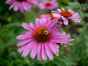 Close-up of insect on pink flower