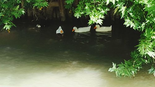 View of birds in lake