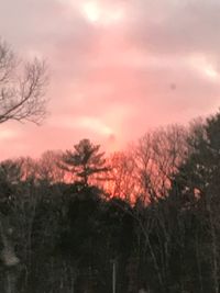 Silhouette of trees during sunset