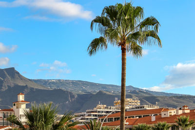 Palm tree by townscape against sky