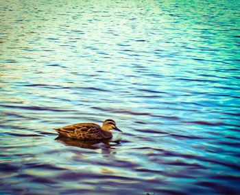 Duck swimming in lake