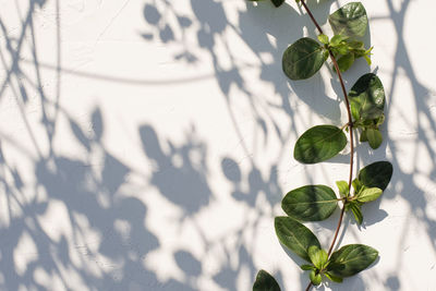 Abstract background of shadows leaves on a white concerte wall with green leaves