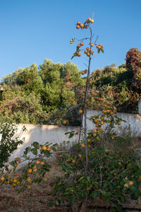 Scenic view of river by trees against clear sky