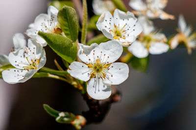 Close-up of white cherry blossoms in spring