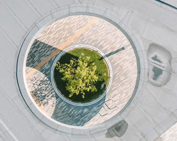 High angle view of plants growing on floor