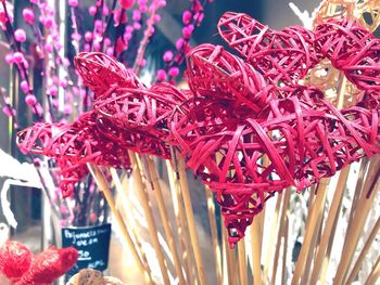 Close-up of red flowering plant