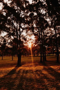 Silhouette trees on field against sky