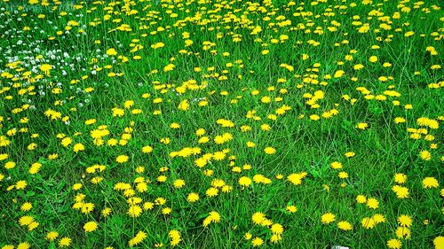 Full frame shot of yellow flowers blooming in field