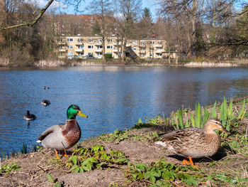 Ducks in lake