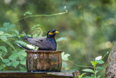 Bird perching on a branch