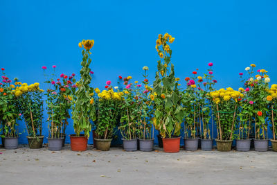 Multi colored flowers against clear blue sky